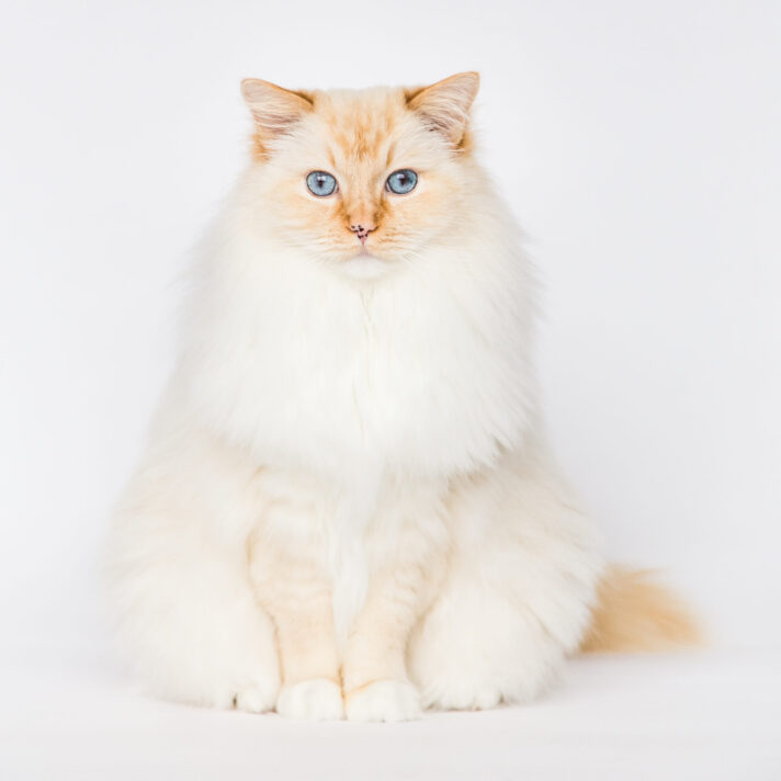 Flame Point Ragdoll Cat Facts Photos Ragdoll Cat Advice