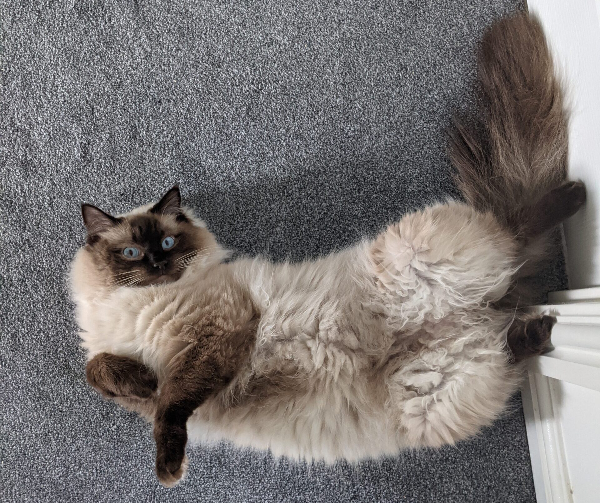 The Ultimate Guide to Chocolate Ragdolls