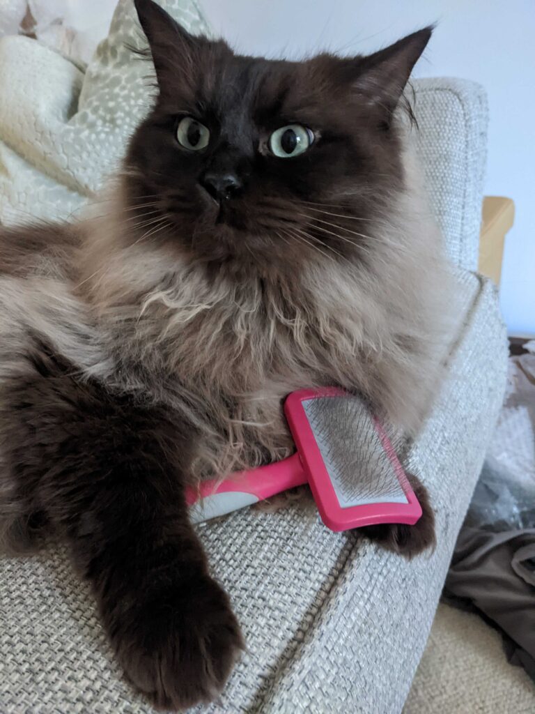 One fact about ragdoll cats is they like to be groomed. This photo shows a seal sepia mink ragdoll holding a slicker style cat brush.