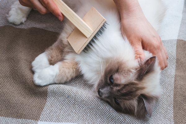 Ragdoll cat being brushed with wooden comb for ragdoll cats.