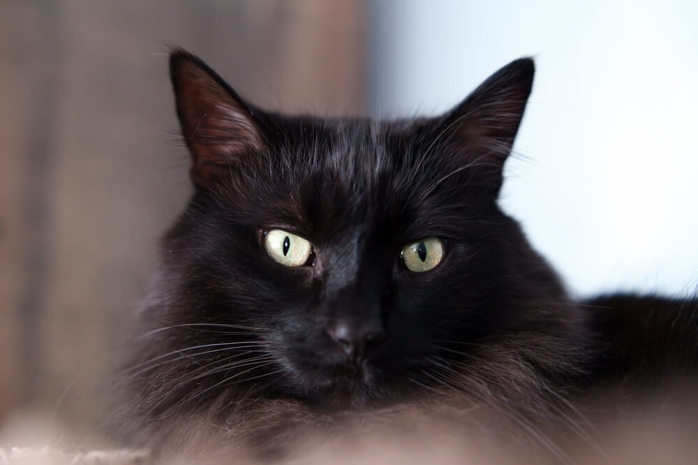 Black ragdoll cat with yellow eyes