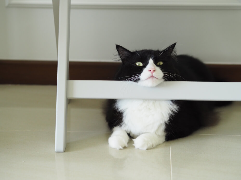 Black and white ragdoll cat with its chin on a chair.