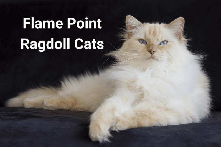 Flame Point Ragdoll Cat laying down