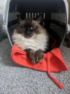 Seal pointed ragdoll cat sitting in a cat carrier.