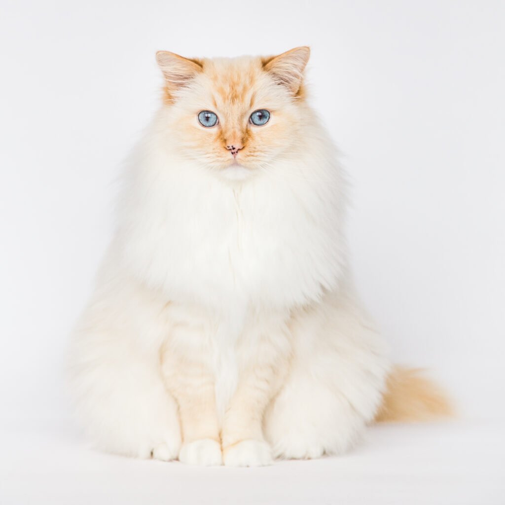 Flame tipped ragdoll cat