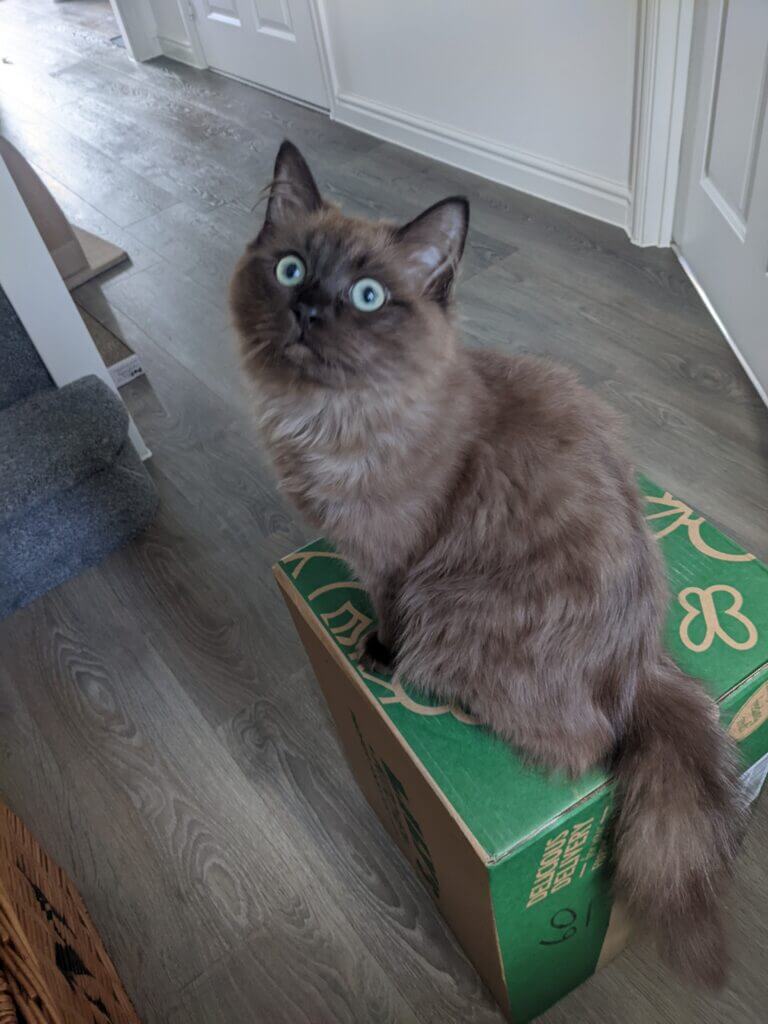 seal sepia ragdoll cat sat on a box