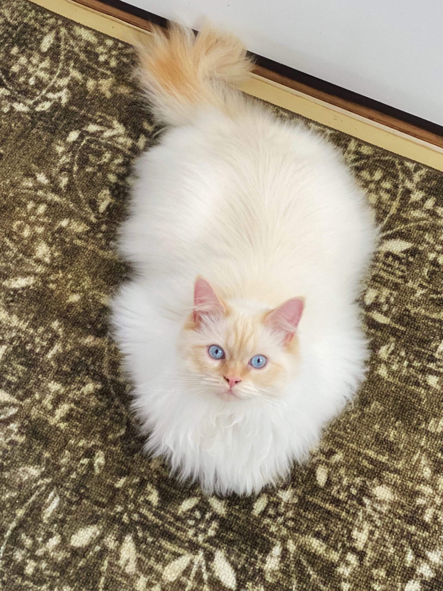 Flame Point Ragdoll Cat Facts & Photos! ‣ Ragdoll Cat Advice