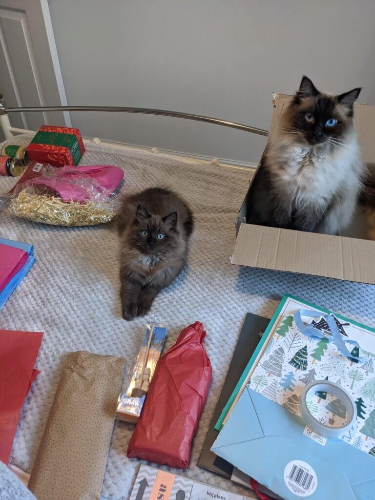 Two ragdoll cats sat on the bed with lots of christmas presents around them.