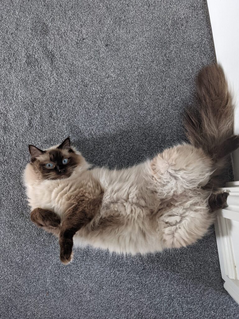 Chocolate seal point ragdoll cat laying on its back.
