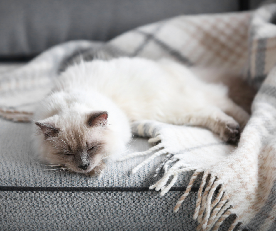 Ragdoll Cats and Shedding – What Do You Need to Know?