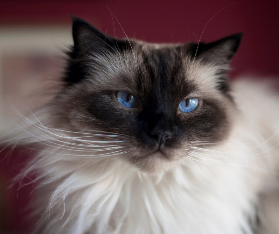 Seal point ragdoll cat with blue eyes