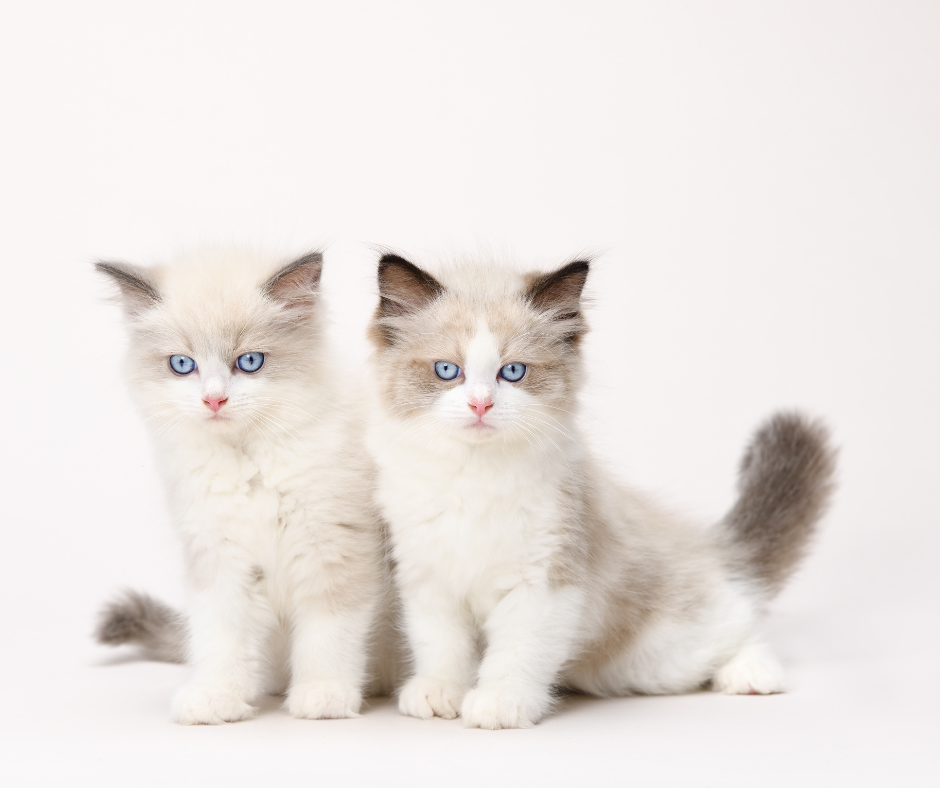 Two ragdoll kittens sitting together