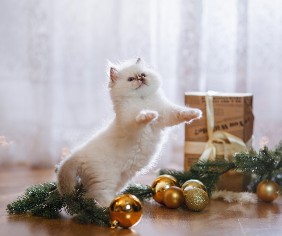 White ragdoll kitten jumping with christmas decorations in the background