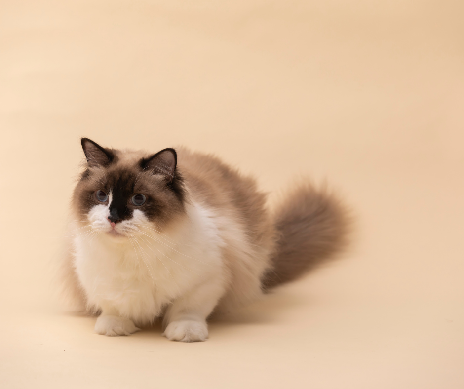 Seal point mitted ragdoll cat