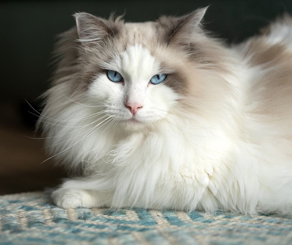 Seal bicolor ragdoll cat with blue eyes