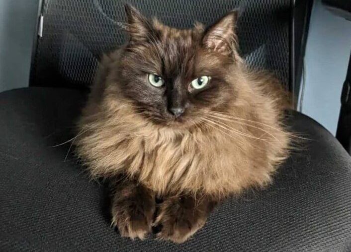 Seal sepia ragdoll with green eyes sitting on an office chair