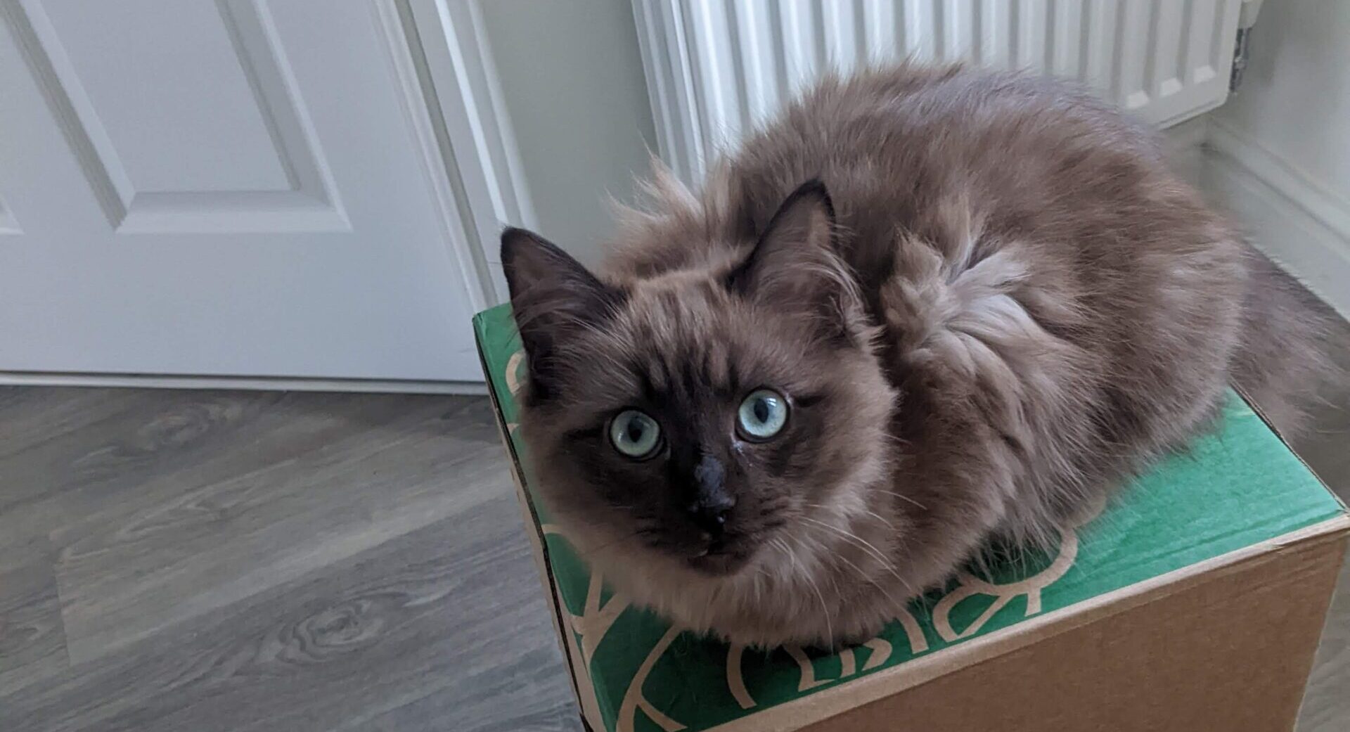 Sepia ragdoll with green eyes sitting on a cardboard box