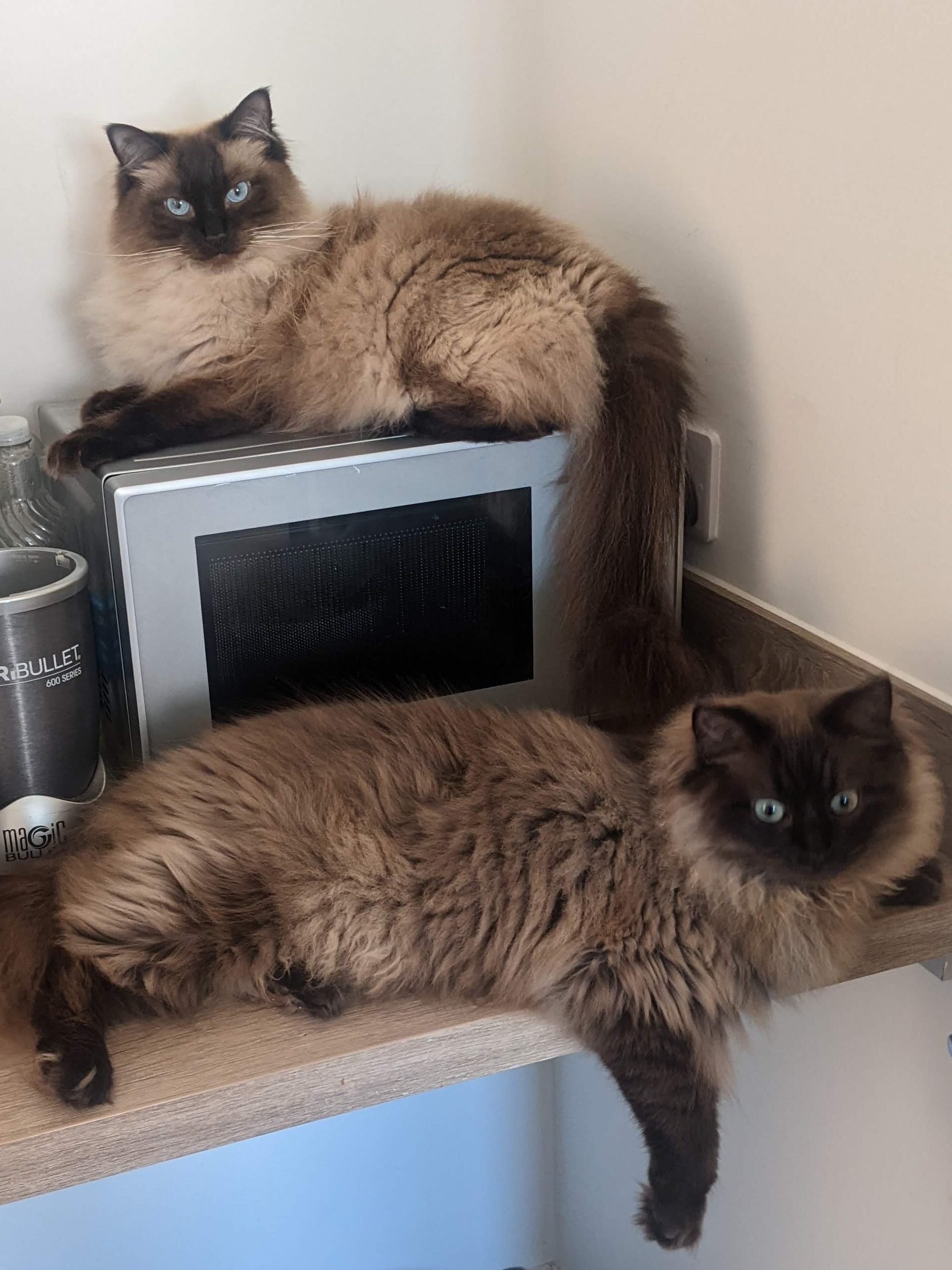 Chocolate seal point ragdoll and a seal sepia ragdoll sitting in a utility room