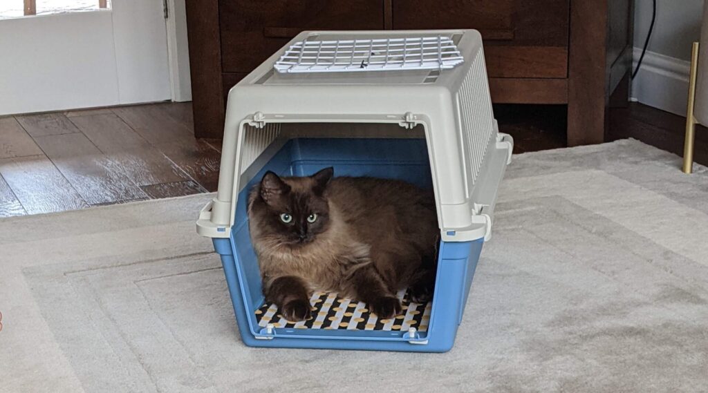 Seal sepia ragdoll in a plastic cat carrier