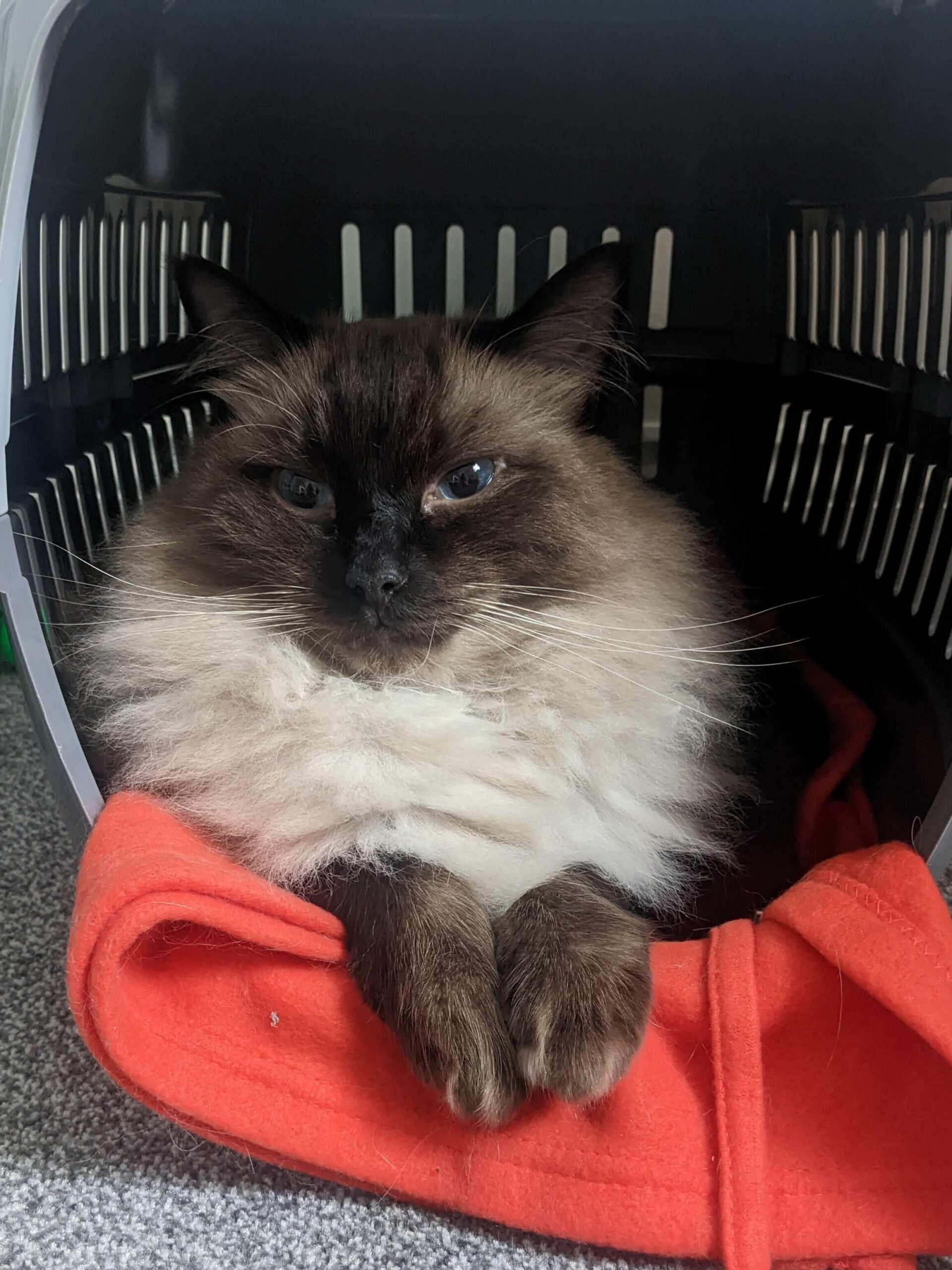 Seal pointed ragdoll cat sitting in his cat carrier.