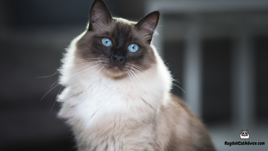 Seal point ragdoll cat with blue eyes sitting up