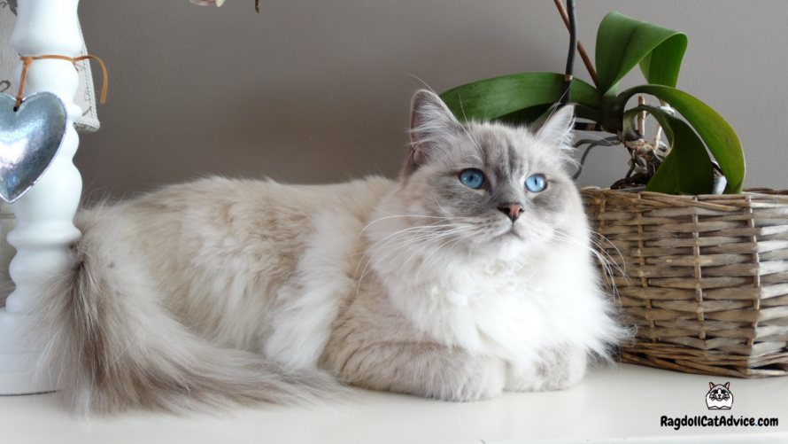 Lilac ragdoll cat laying down