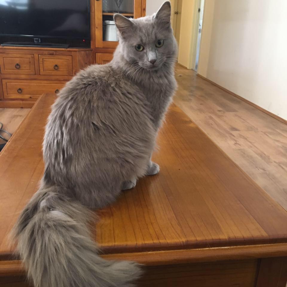 A Solid Lilac Ragdoll sitting on a wooden table.