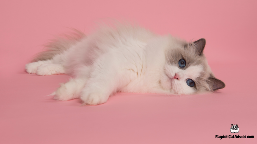 Blue Bicolor Ragdoll cat laying down on pink background.