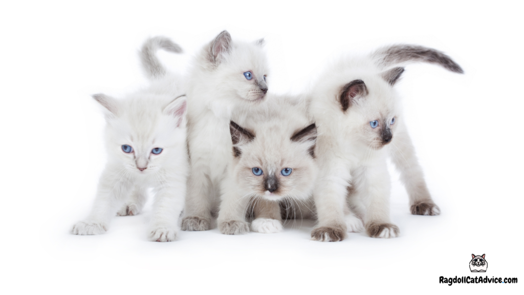 Four ragdoll kittens standing up in a row. One is a lilac ragdoll kitten, one is a blue ragdoll kitten and two are seal point ragdoll kittens