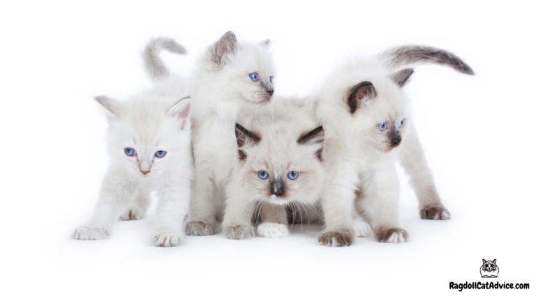 The Ultimate Guide to Lilac Ragdoll Cats