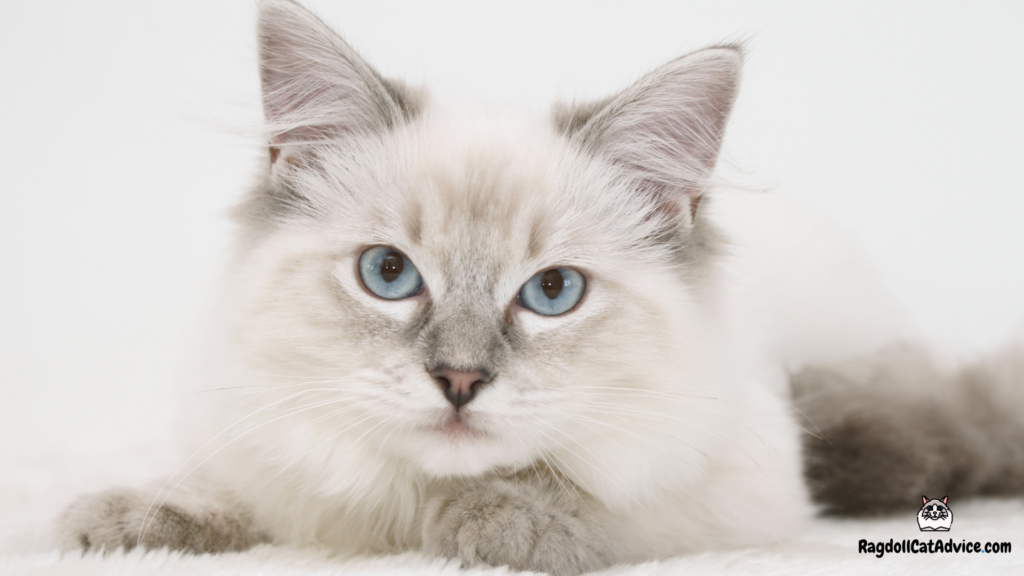 Lilac lynx ragdoll with light blue eyes laying down