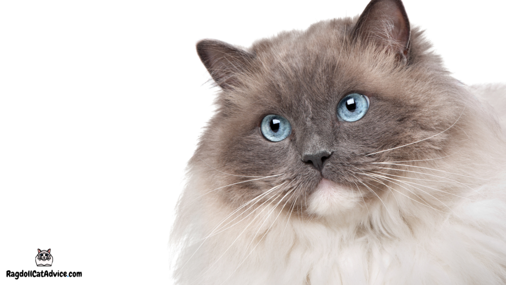 Blue point ragdoll with a white chin and light blue eyes.