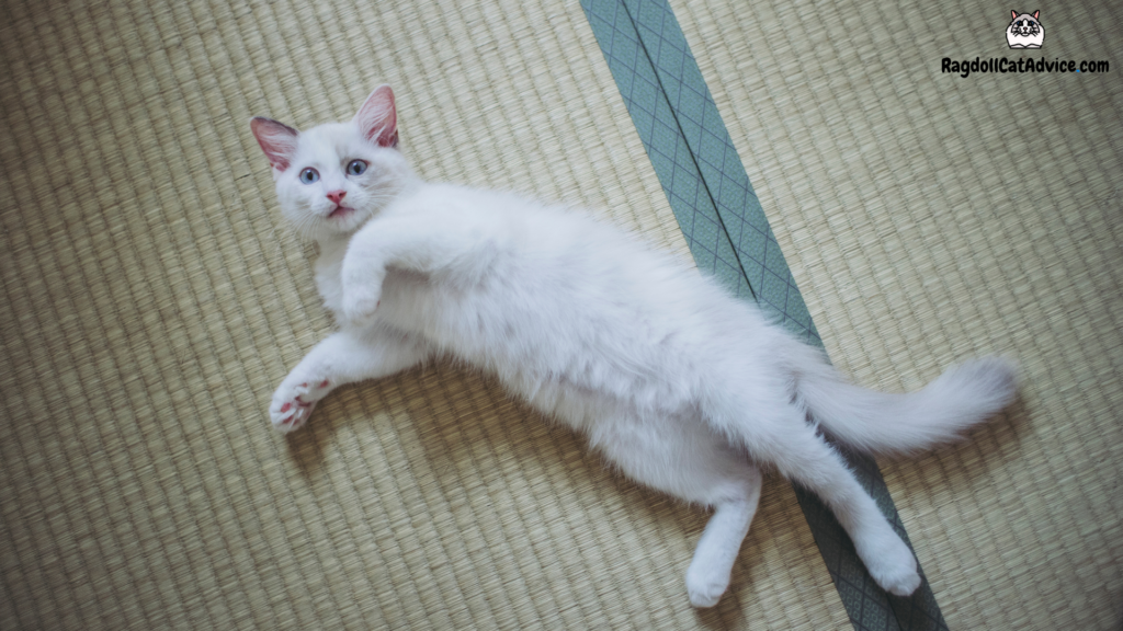 Photo taken from above of a lilac ragdoll kitten laying down on a carpet