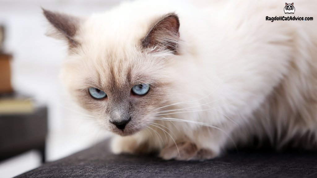 Lilac point ragdoll cat with blue eyes crouching