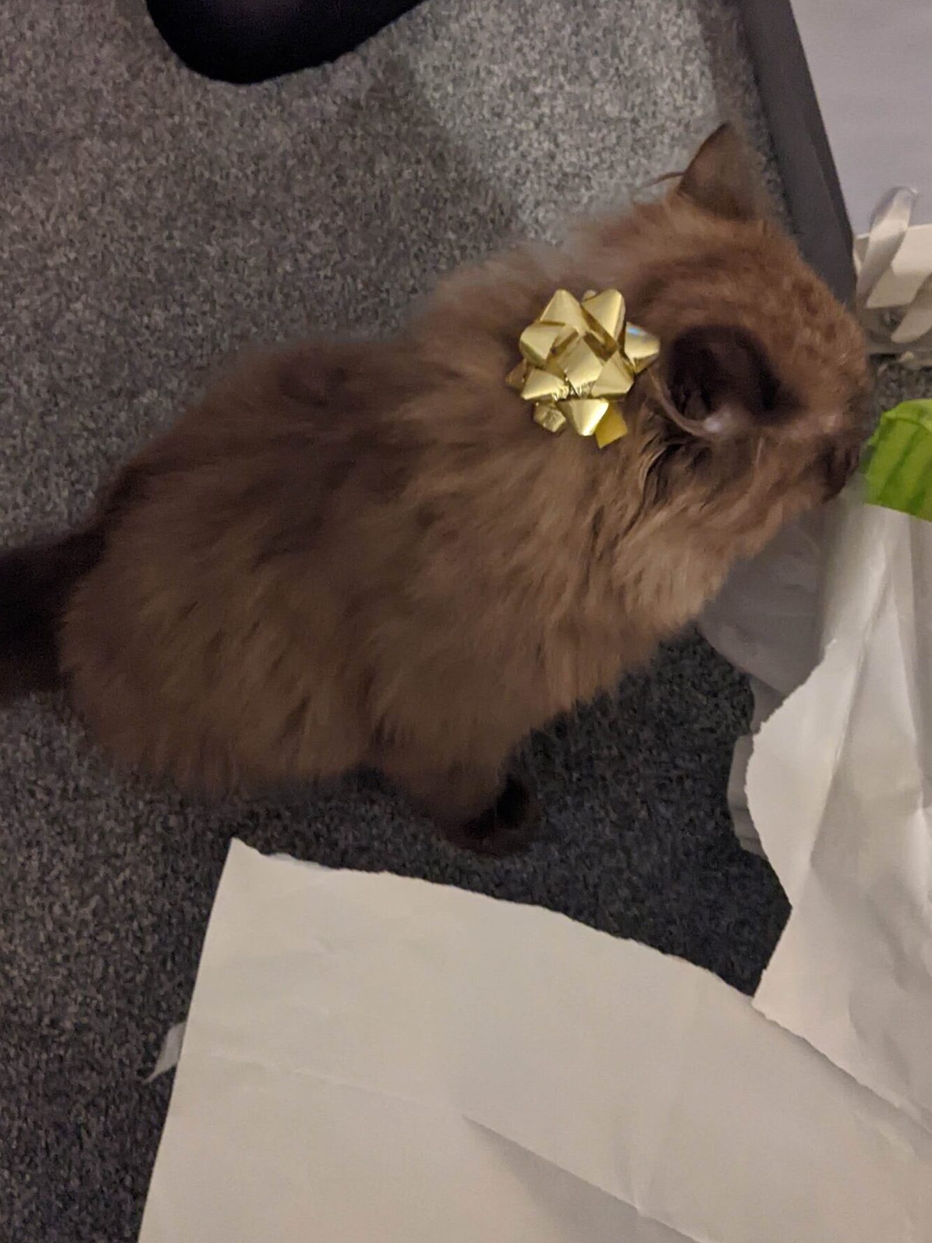 Seal sepia ragdoll kitten with a bow on his head,