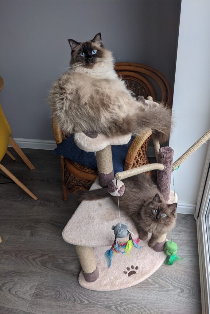 Two ragdoll cats laying on a cat tree