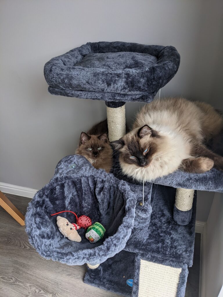 Two ragdoll cats on a cat tower with a basket of toys