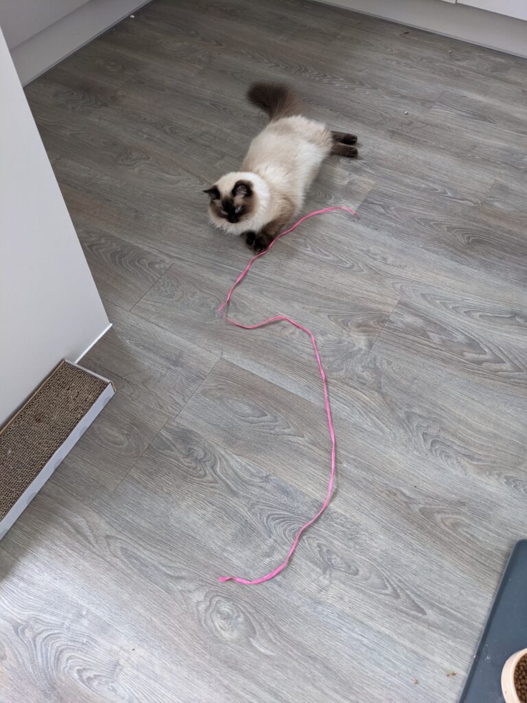 Ragdoll cat sitting on the floor with a piece of pink string