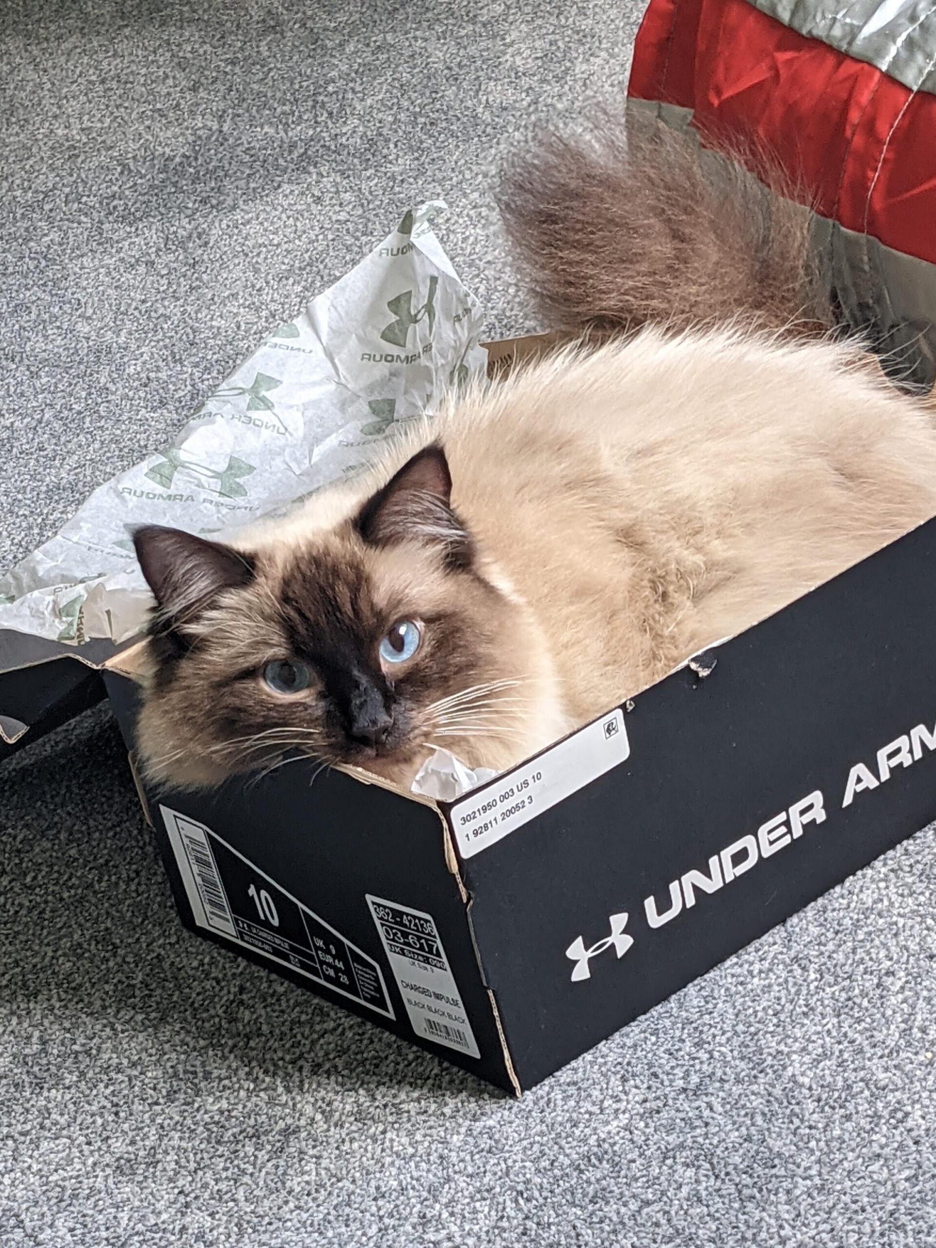 Ragdoll cat sat in a shoebox