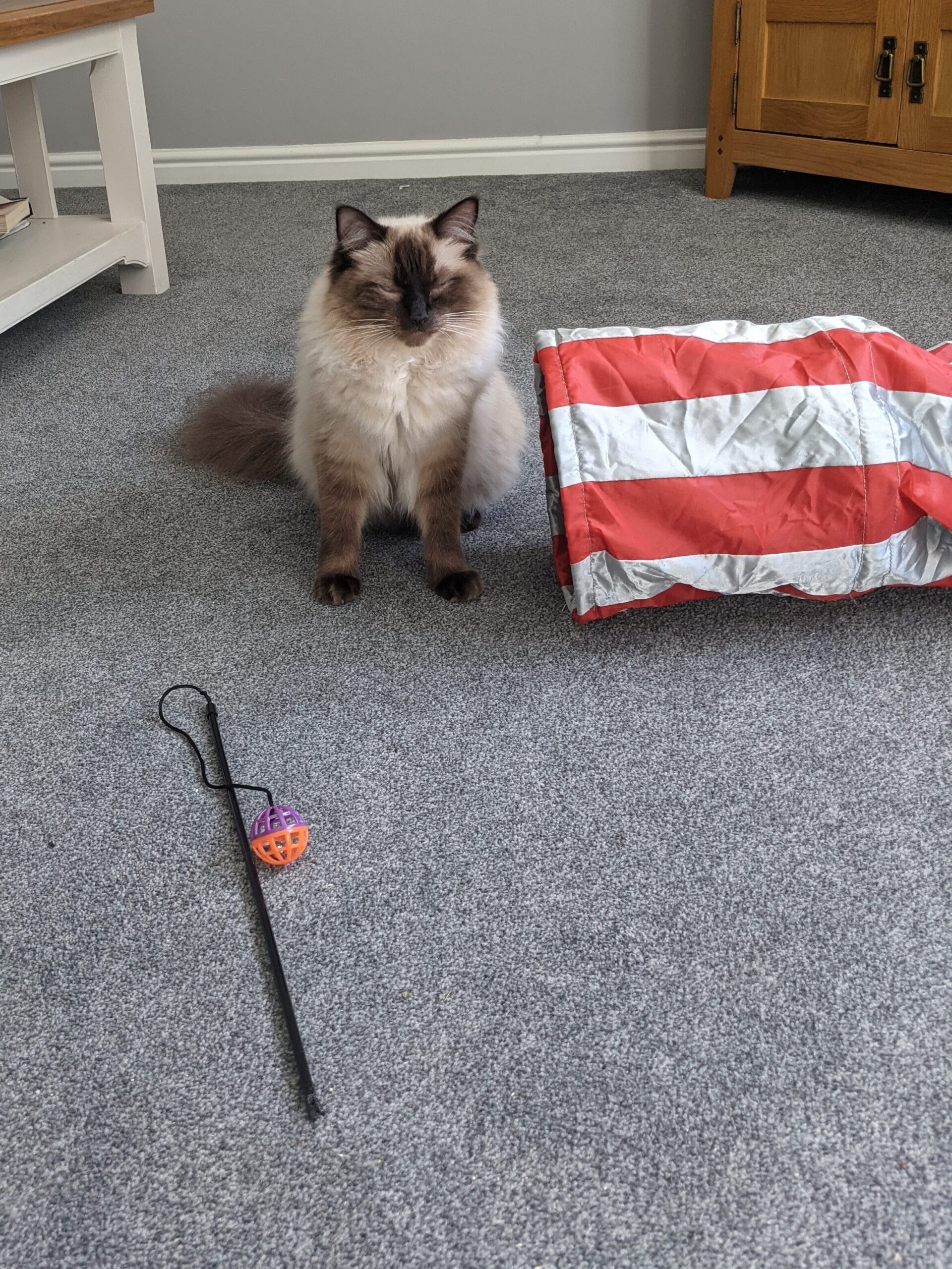 Seal point ragdoll on the carpet with a cat tunnel and wand