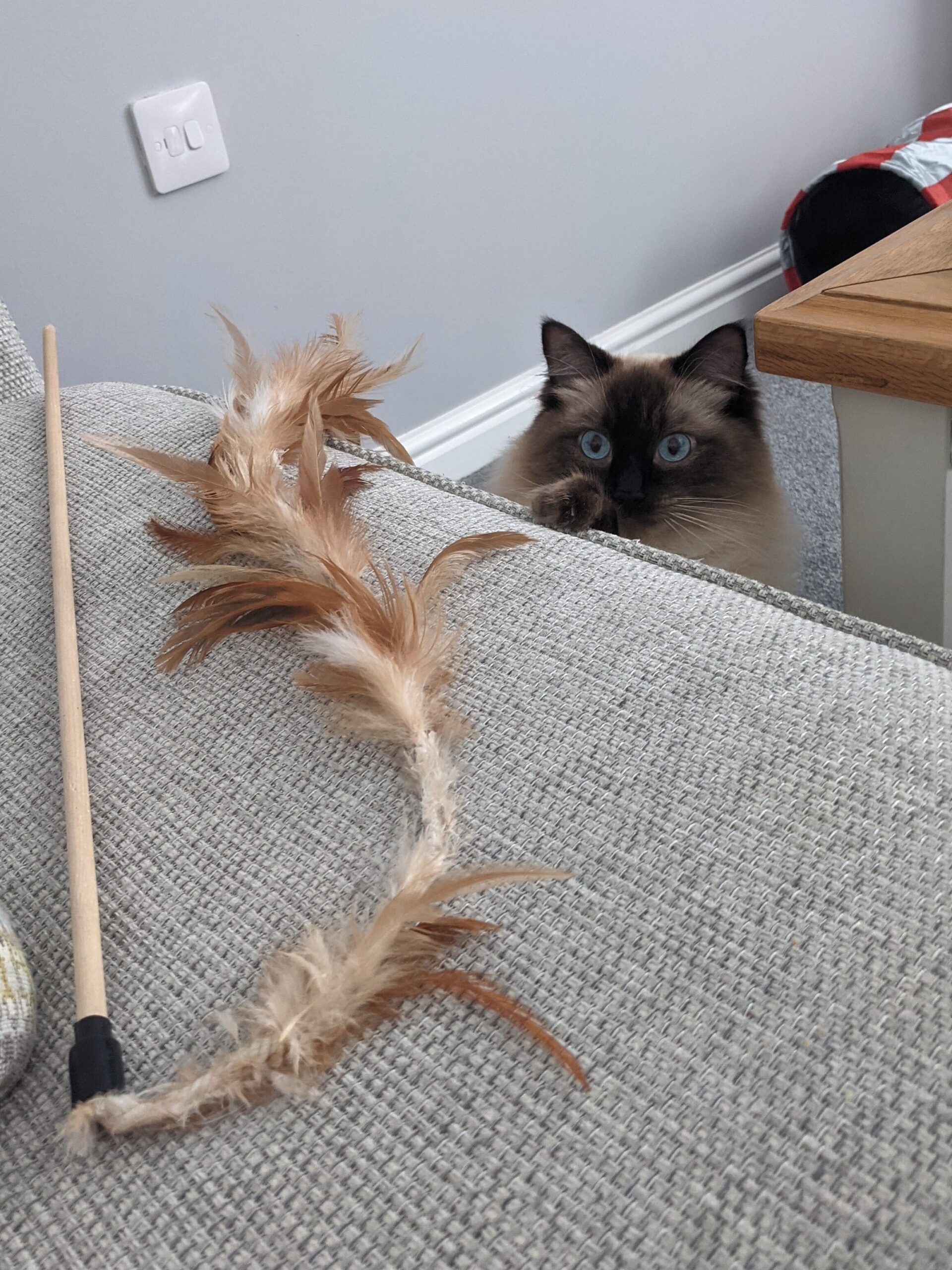 Ragdoll cat looking at wooden cat wand on the sofa