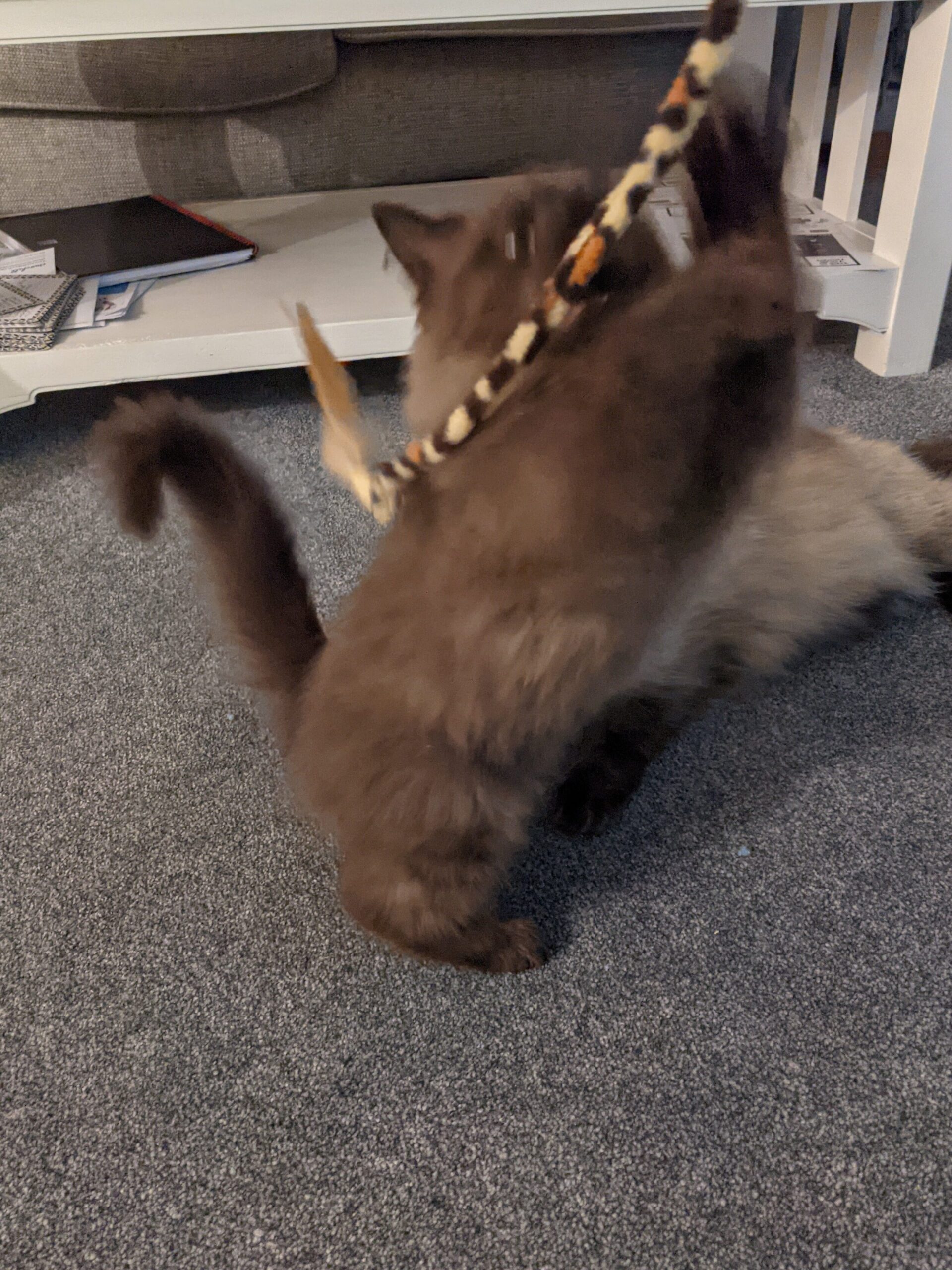 Brown ragdoll kitten playing with a wand toy