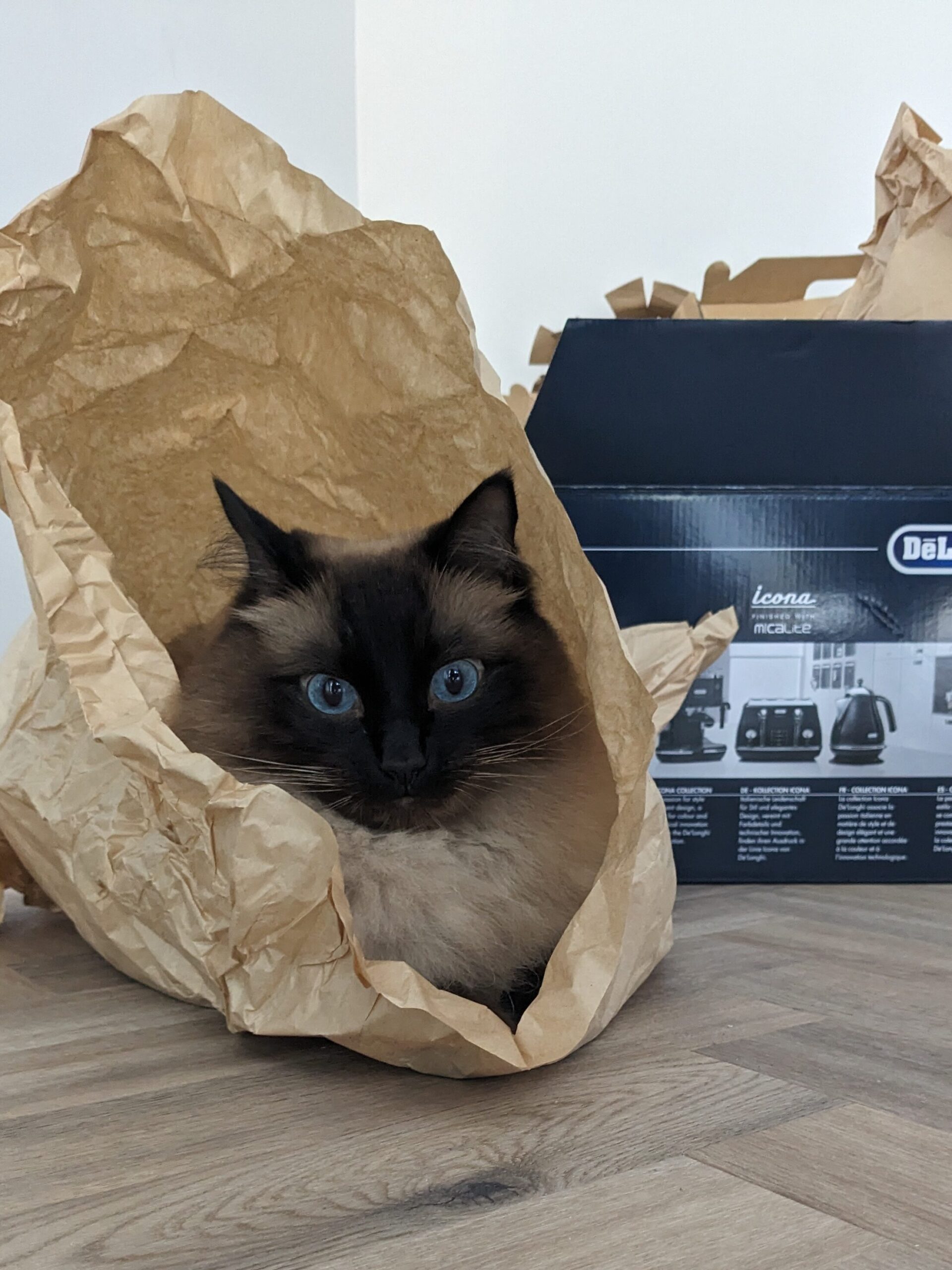 Ragdoll cat sat in a paper bag