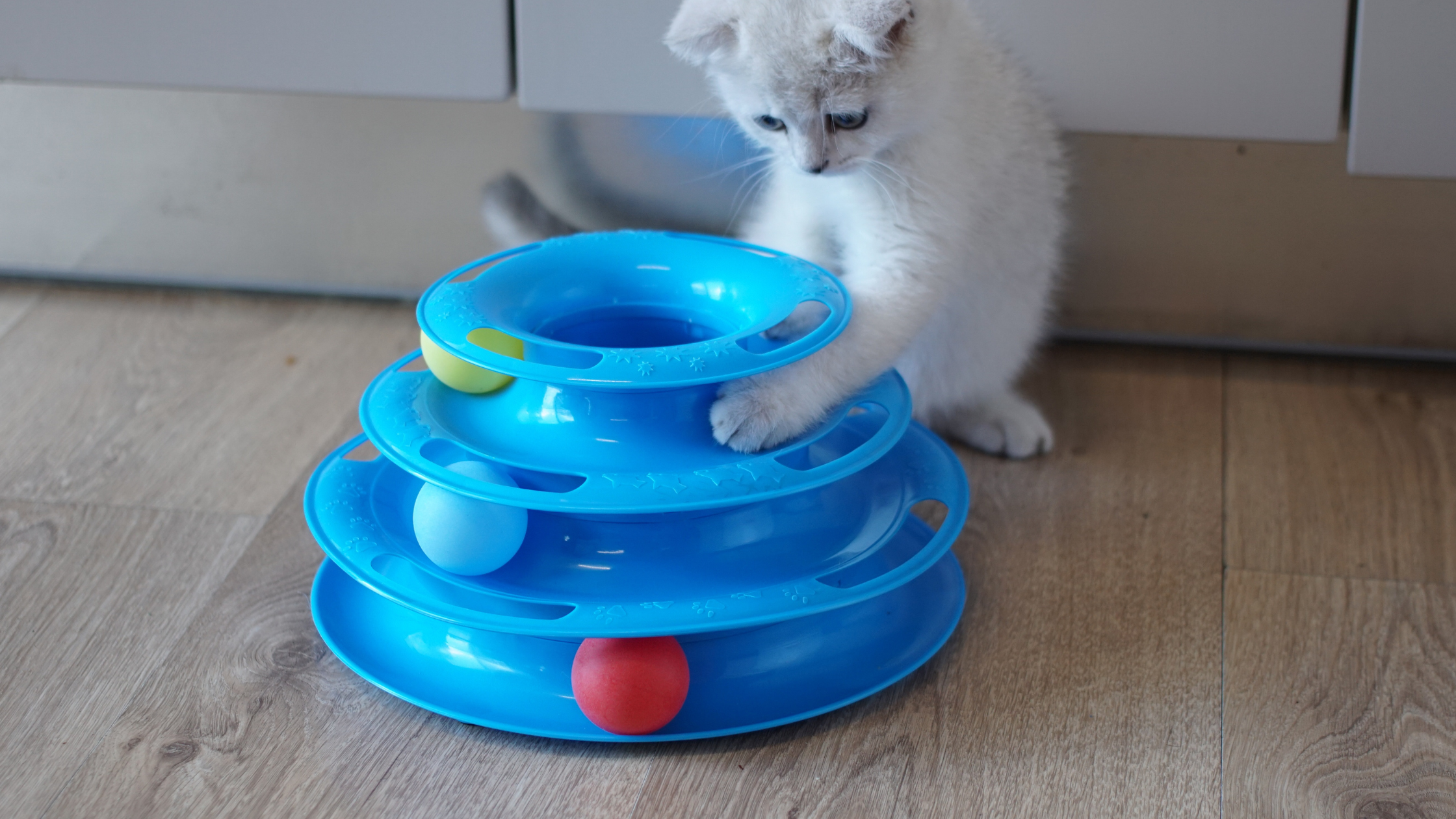 Ragdoll kitten playing with an interactive cat toy